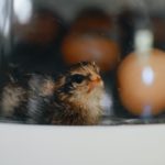 Egg Incubator Machine